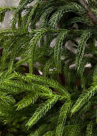 Norfolk Pine Collection Real Touch