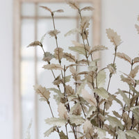 Gold Holly Leaf Stem 36"