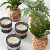 Plant in Woven Basket