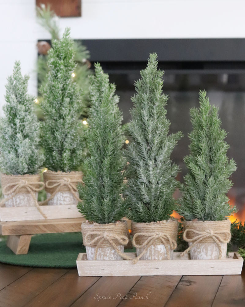 Potted Trees With Tray