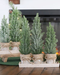 Potted Trees With Tray