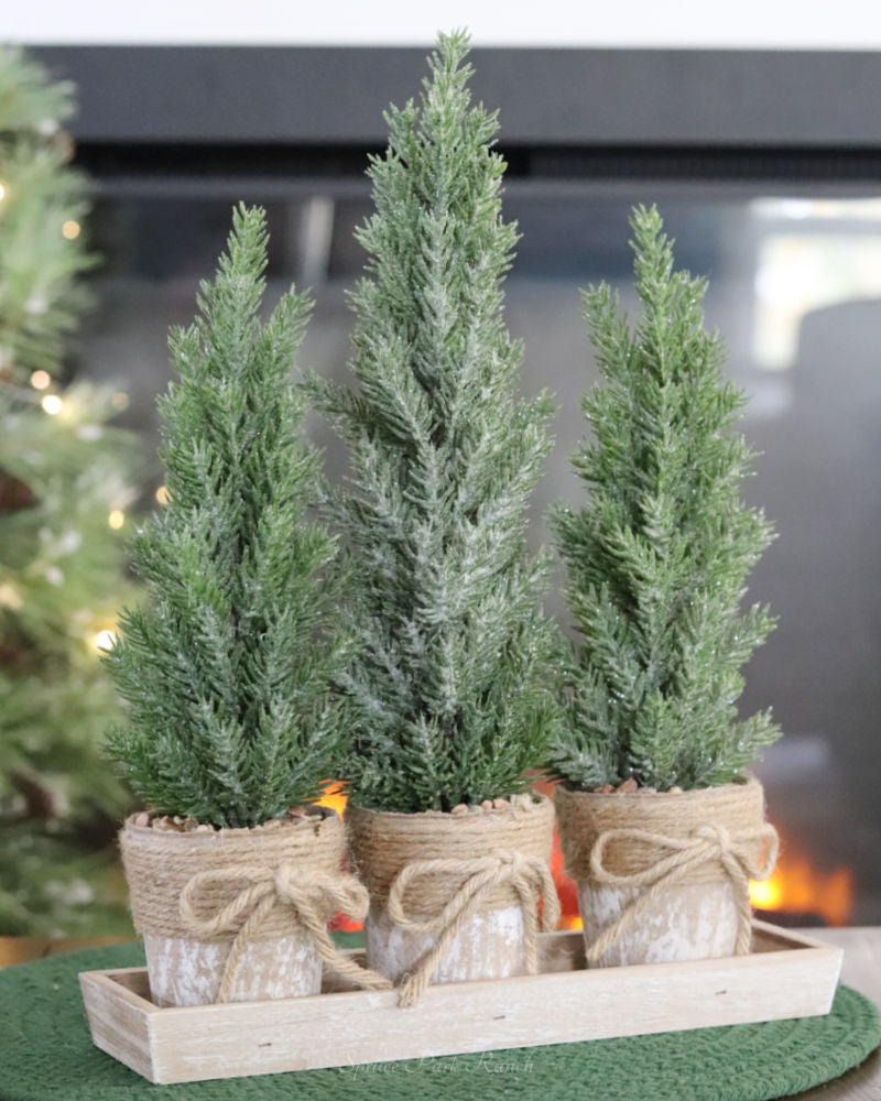 Potted Trees With Tray