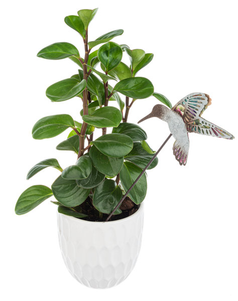 Layered Hummingbird Plant Picks