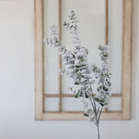 Snowy Frosted Eucalyptus Stem