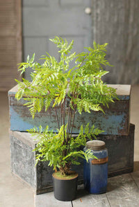 Hillside Grove Tree 25"