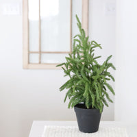 Norfolk Pine Collection Real Touch