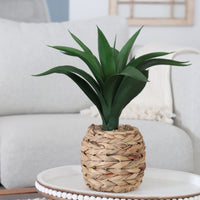 Plant in Woven Basket