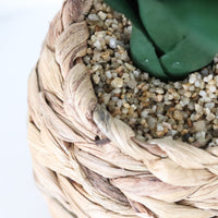 Plant in Woven Basket