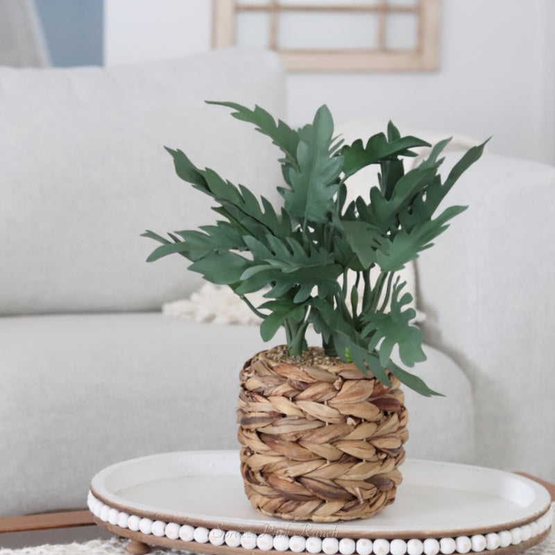 Plant in Woven Basket