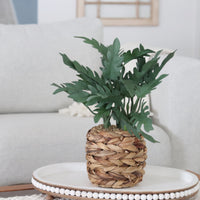 Plant in Woven Basket