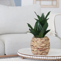 Plant in Woven Basket