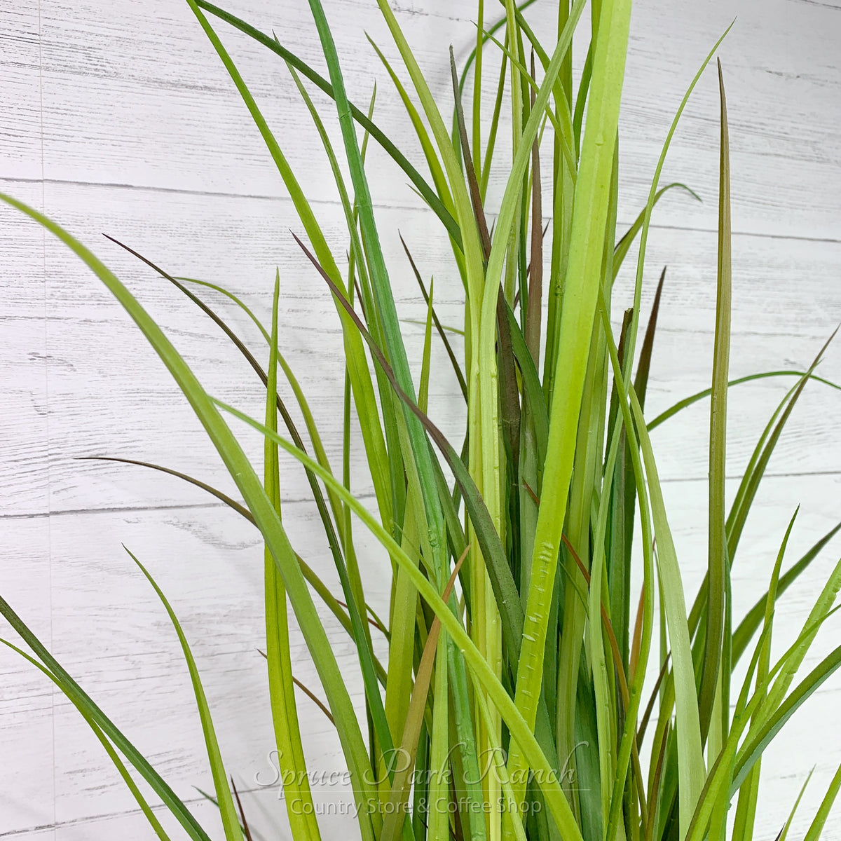 Potted Tall Grass