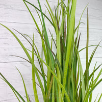Potted Tall Grass