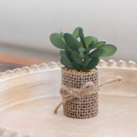 Mini Potted Succulent