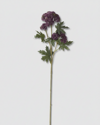 Sedum Stem Dark Purple 28"