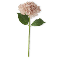 Light Peach Hydrangea Stem 20"