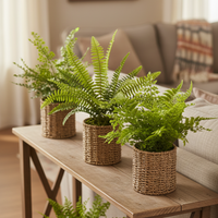 Fern in Round Woven Basket