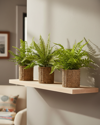 Fern in Round Woven Basket