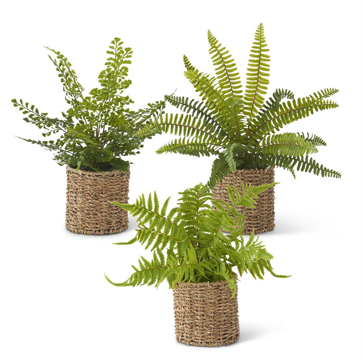 Fern in Round Woven Basket