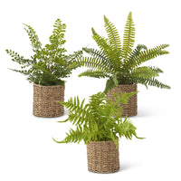 Fern in Round Woven Basket