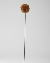 Allium Stem 26" Brown