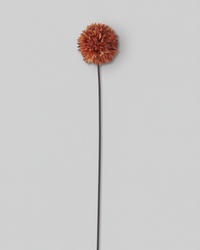 Allium Stem 26" Orange