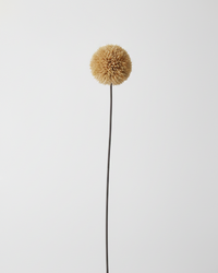 Allium Stem 26" Tan