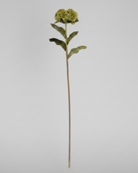 Sedum Stem 20" Green