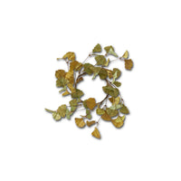 Green and Yellow Gingko Leaf Greenery Collection