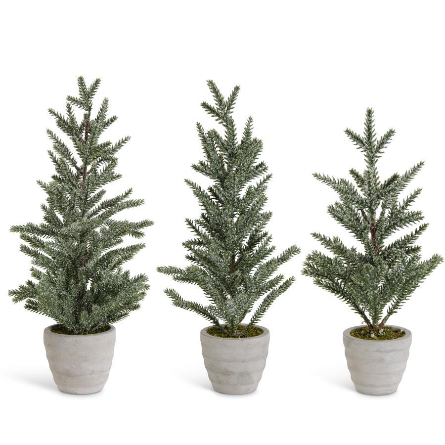 Snowy Pine Trees in Grey Cement Pots