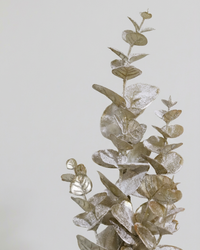 Snowy Champagne Eucalyptus Stem 26"