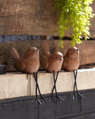 Brown Shelf Sitter Bird