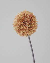 Allium Stem 26" Brown