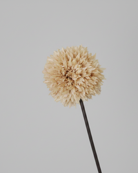 Allium Stem 26" Tan