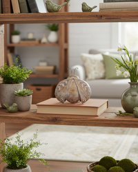 Botanical Tabletop Insect