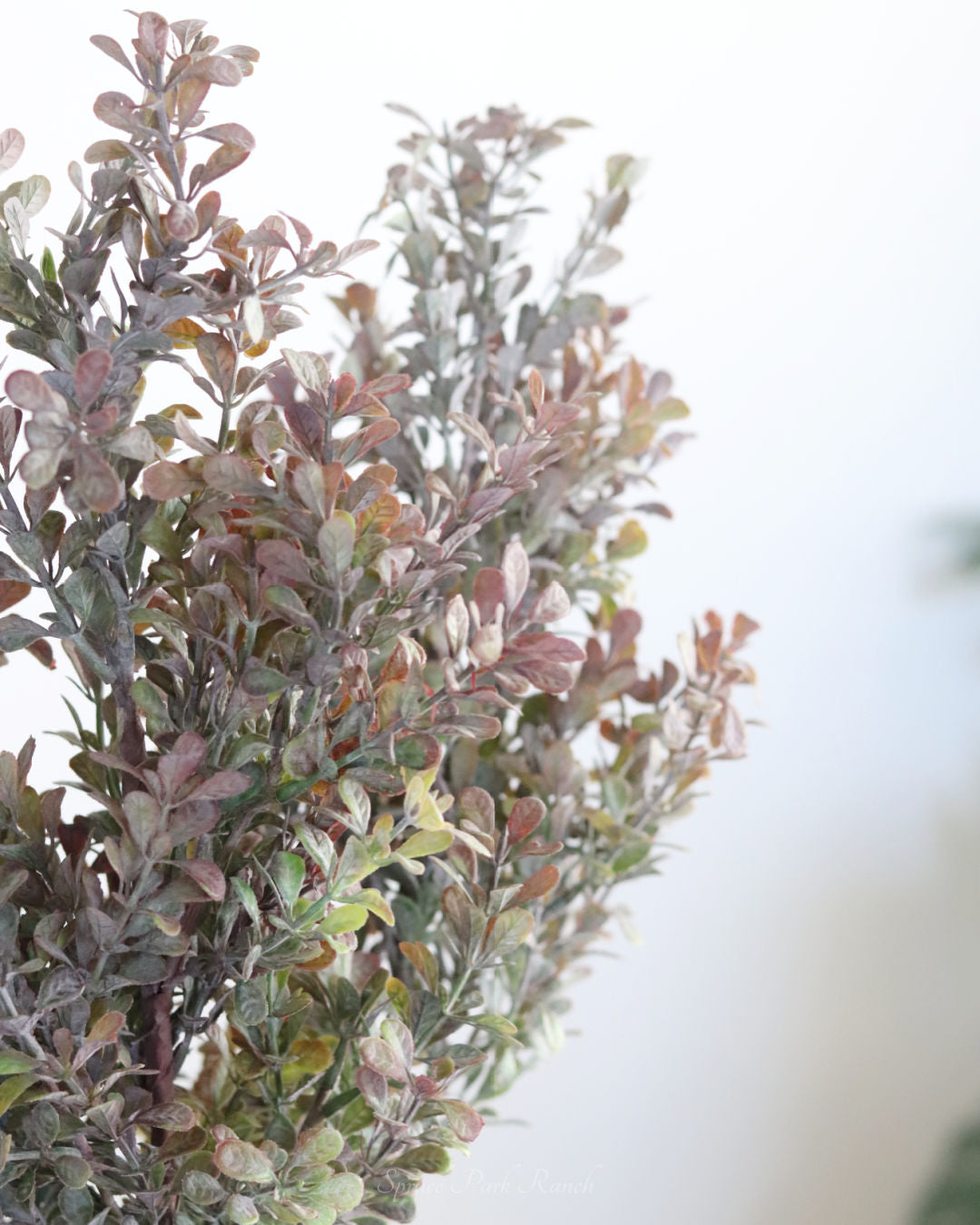 Powdered Green and Purple Boxwood Stem 29.5"