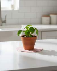 Pink Butterfly Trivet