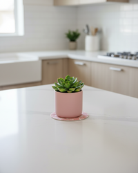 Pink Butterfly Trivet