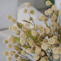 Cream Billy Button Spray 30"