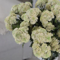 Sedum Stem Cream and Green 28"