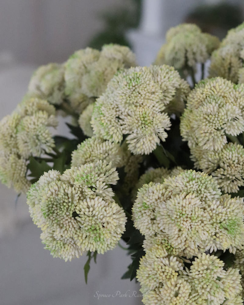 Sedum Stem Cream and Green 28"