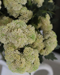 Sedum Stem Cream and Green 28"