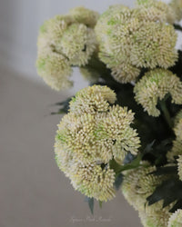Sedum Stem Cream and Green 28"