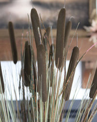 Dark Brown Double Cattail Stem 43"