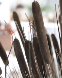 Dark Brown Double Cattail Stem 43"