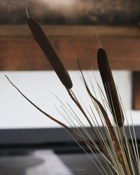 Dark Brown Double Cattail Stem 43"
