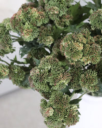 Sedum Stem Dark Green 28"