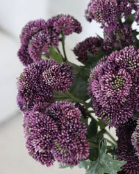 Sedum Stem Dark Purple 28"
