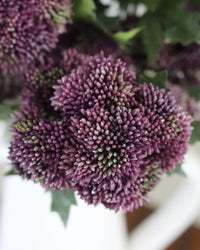 Sedum Stem Dark Purple 28"