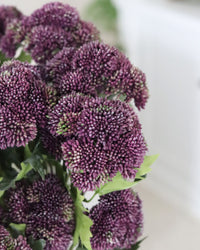 Sedum Stem Dark Purple 28"